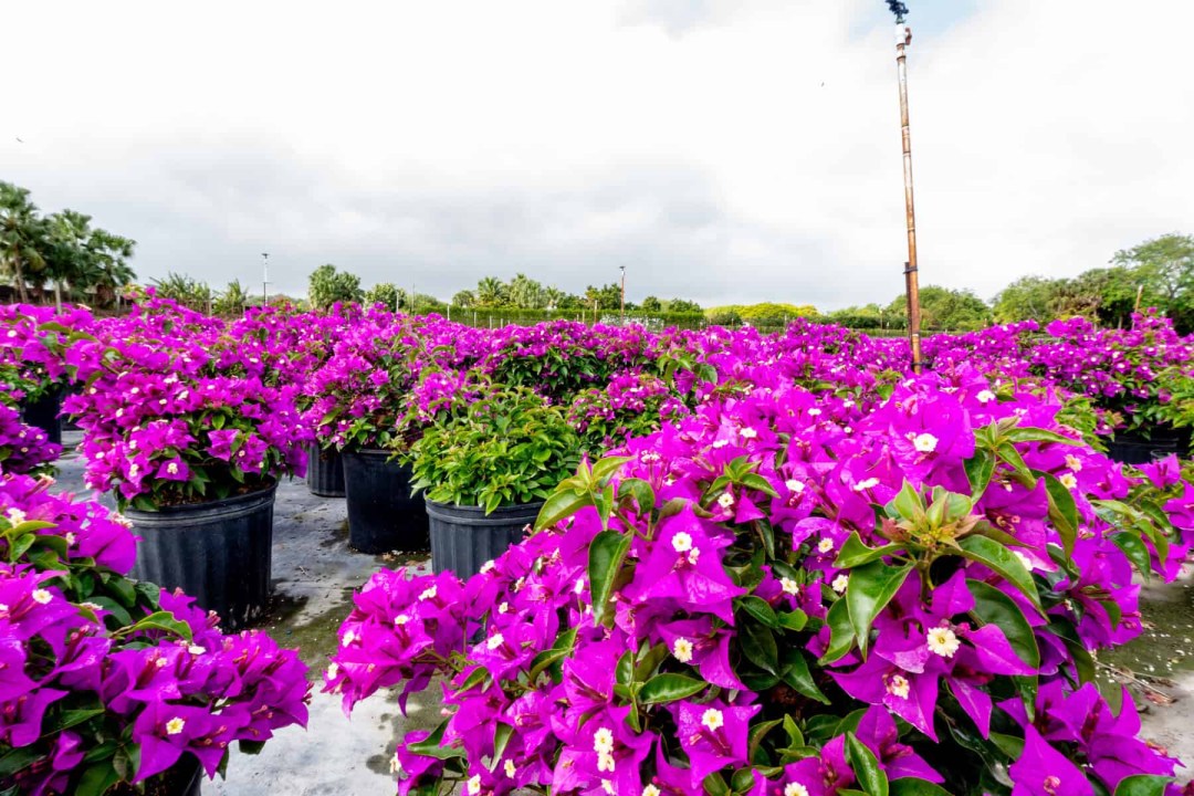 Bougainvillea for sale in Northeast Florida | Tropical Yards St Augustine, FL | Best tropical plants and coquina shell in St Augustine